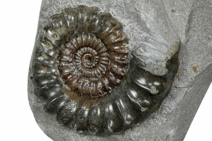 Jurassic Ammonite (Promicroceras) Fossil - Lyme Regis #357115